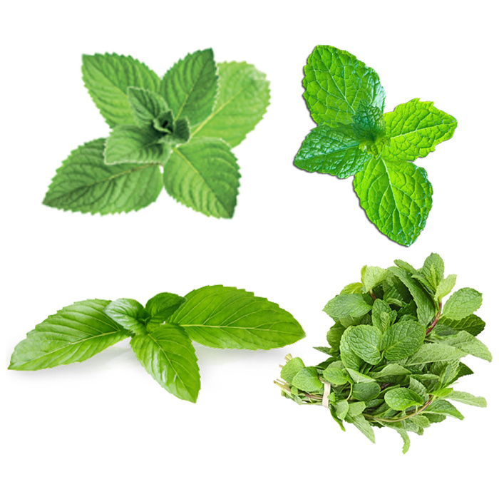 免抠绿色薄荷叶图片