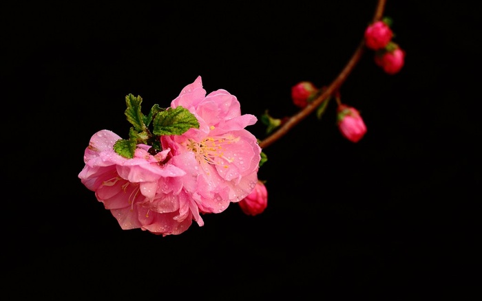 唯美花卉梅花