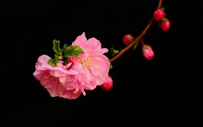 唯美花卉梅花