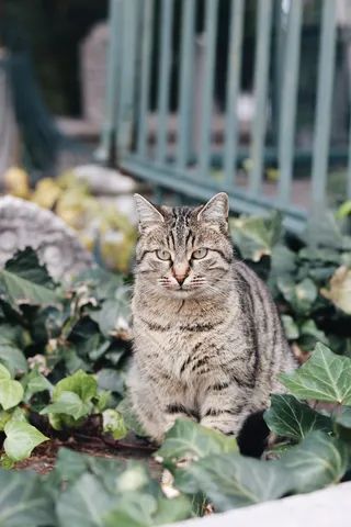 可爱猫咪猫猫摄影素材