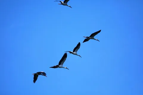 天空中飞翔的鸟儿图片
