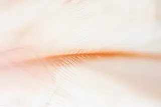 极简轻奢羽毛背景纹理简约高端底纹