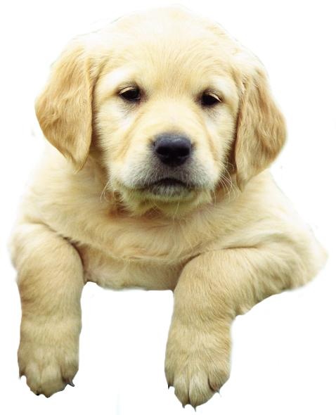 拉布拉多犬 PNG免抠(478x590)