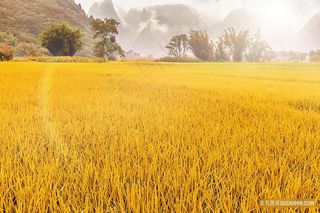 秋日秋天自然风景稻田远方日出田地