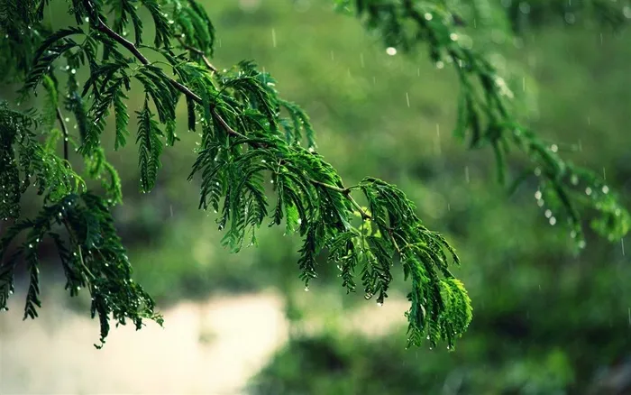 春天细雨纷纷露珠滴下绿树丛生