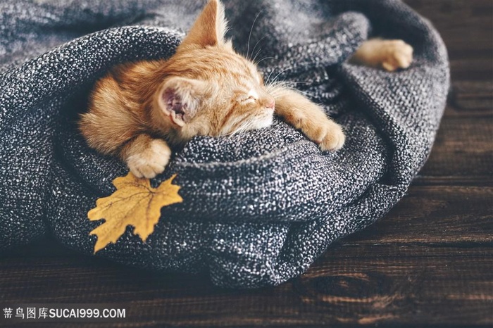 可爱的小懒猫高清图片