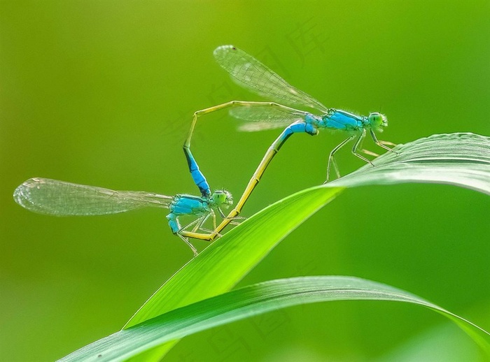 草叶上的一对豆娘
