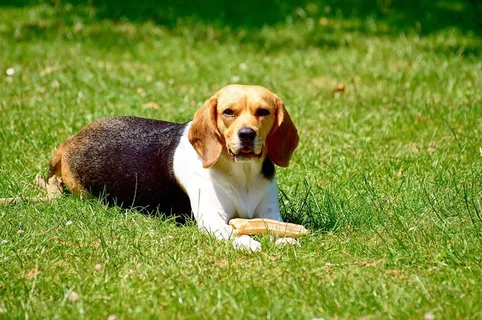 比格犬的图片 比格犬的图片