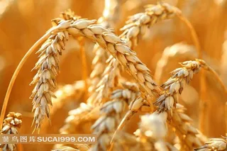 成熟饱满的麦穗图片