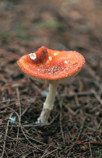 有毒的蘑菇粉木耳图片