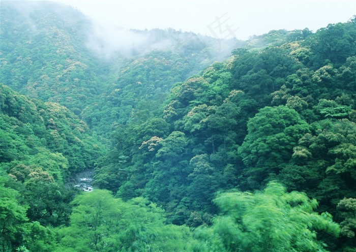 森林风景阳光摄影图片