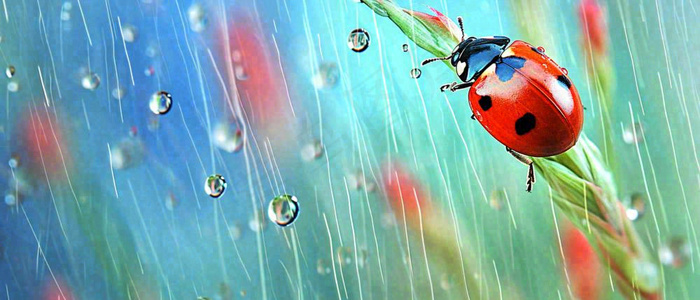 雨天雨水水珠上七星瓢虫动物爬行，彩色渐变摄影图(1680x720)