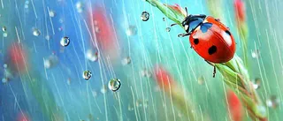 雨天雨水水珠上七星瓢虫动物爬行，彩色渐变摄影图