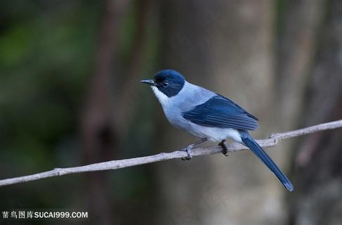 树枝黑头奇鹛鸟类图片