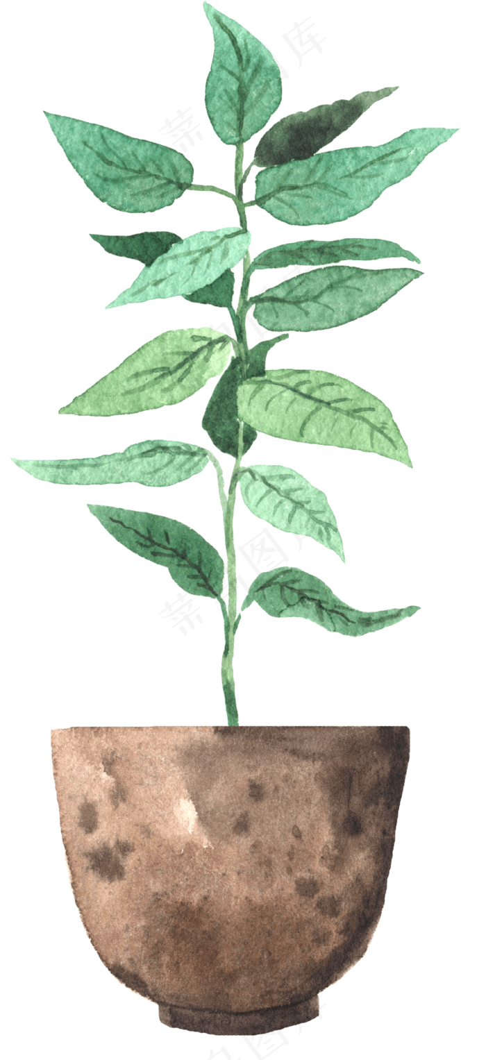 水彩插画-植物29