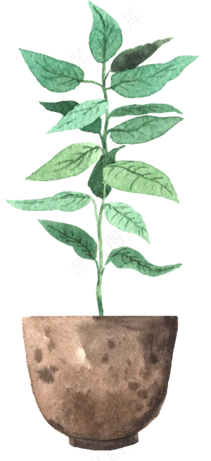 水彩插画-植物29