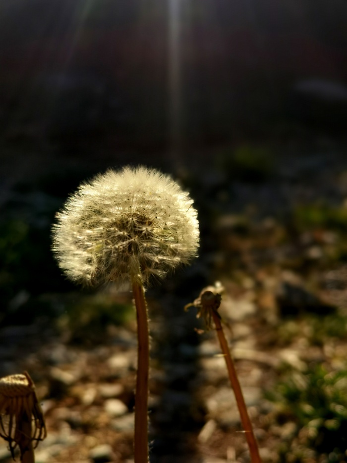 阳光下唯美小清新白色蒲公英