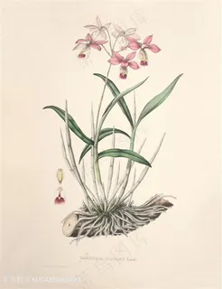高清兰花唯美插画 高清兰花唯美插画