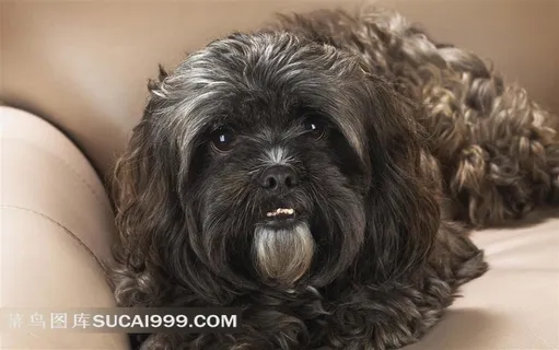 沙发上的漂亮宠物小狗摄影素材