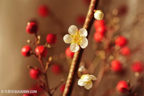 高清唯美梅花花朵图片 高清唯美梅花花朵图片