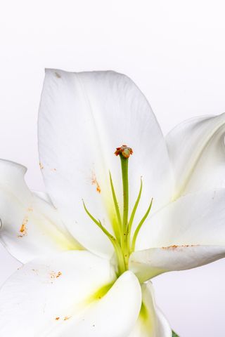 白色纯洁百合摄影素材