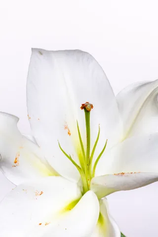 白色纯洁百合摄影素材