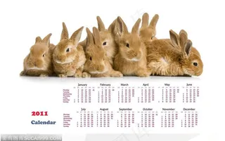 2011年兔年日历－－一排清一色的棕色兔子