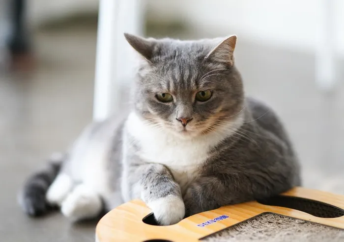 可爱猫咪猫猫摄影素材