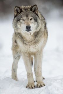 唯美野生动物凝望的狼图片