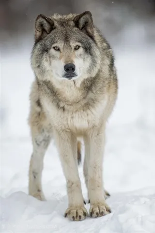 唯美野生动物凝望的狼图片