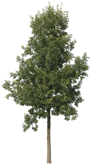 树木树枝树叶免扣素材