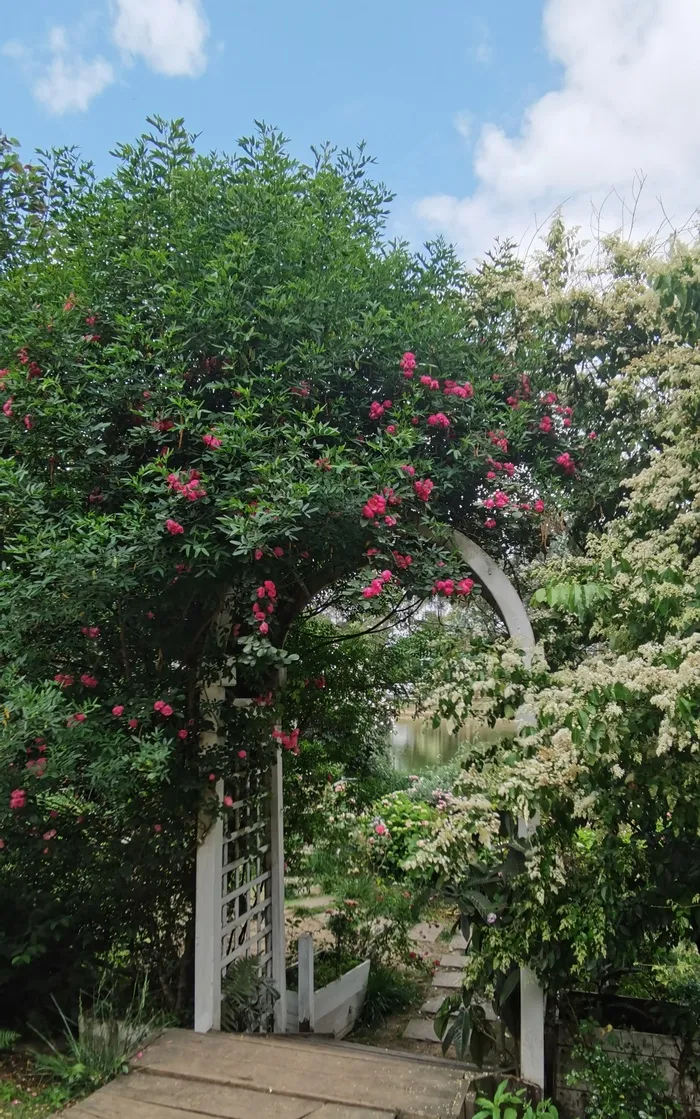 花园里的花拱门
