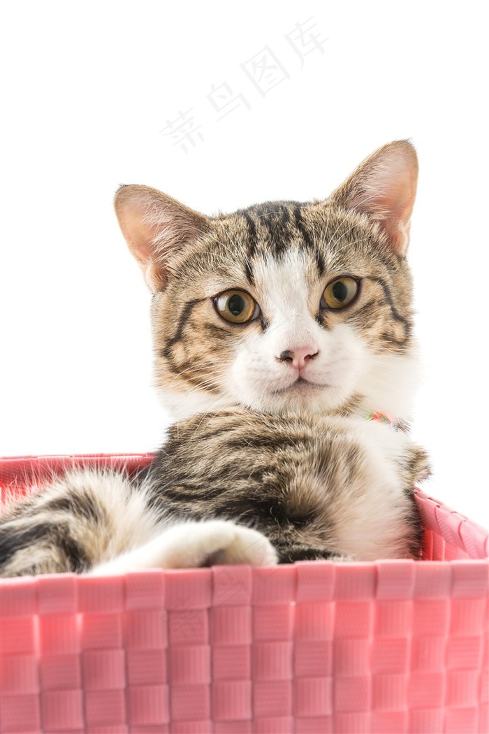 篮子里萌萌的花猫咪图片
