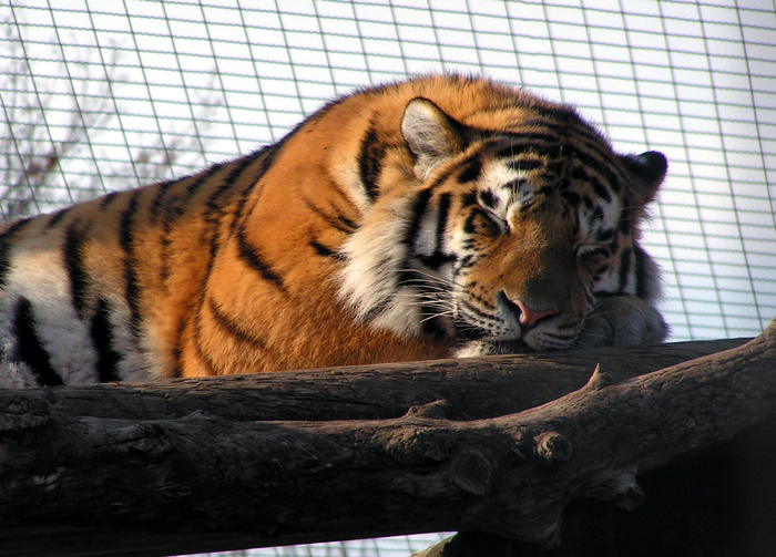 老虎动物园百兽之王虎王野生老虎动物