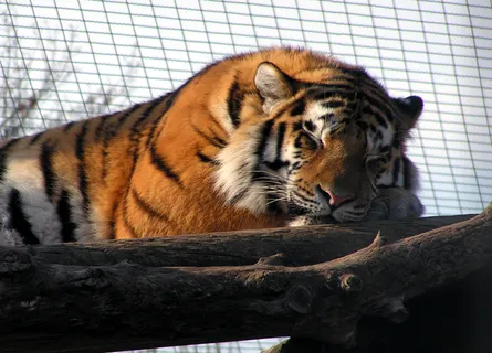 老虎动物园百兽之王虎王野生老虎动物