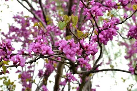 紫荆花图片 紫荆花图片