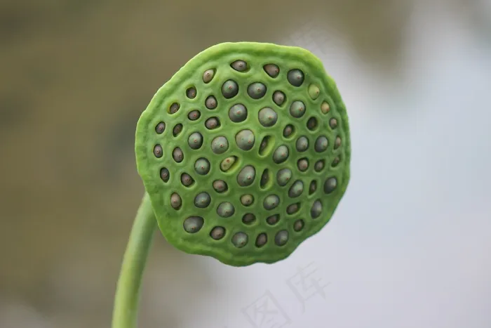 一颗莲蓬图片