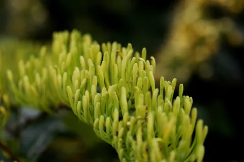绿色植物高清图片 绿色植物高清图片