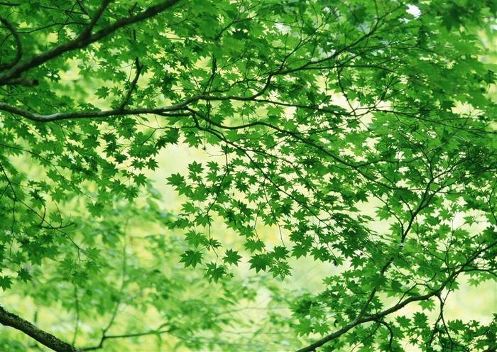 森林风景春季美景摄影图片