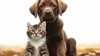 一只猫和狗依偎在一块摄影图