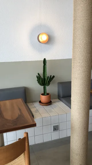 绿色仙人掌仙人球摄影素材