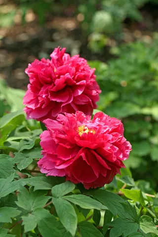 牡丹花图片大全