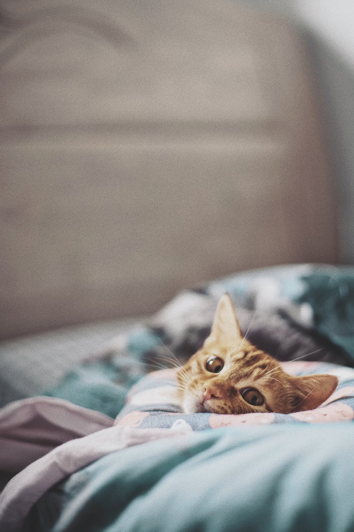可爱猫咪猫猫摄影素材