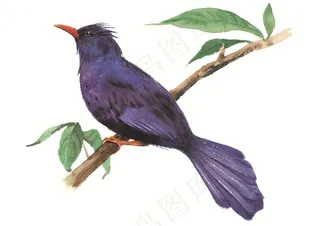 黑色的小鸟彩绘素材