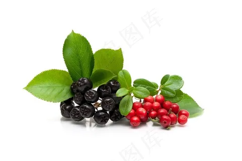 蔓越莓和绿色的叶子图片 蔓越莓和绿色的叶子图片