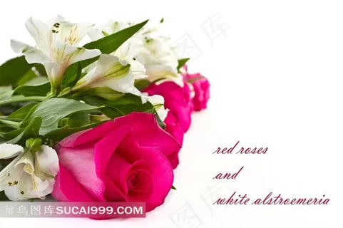 一束玫瑰花唯美花朵图片