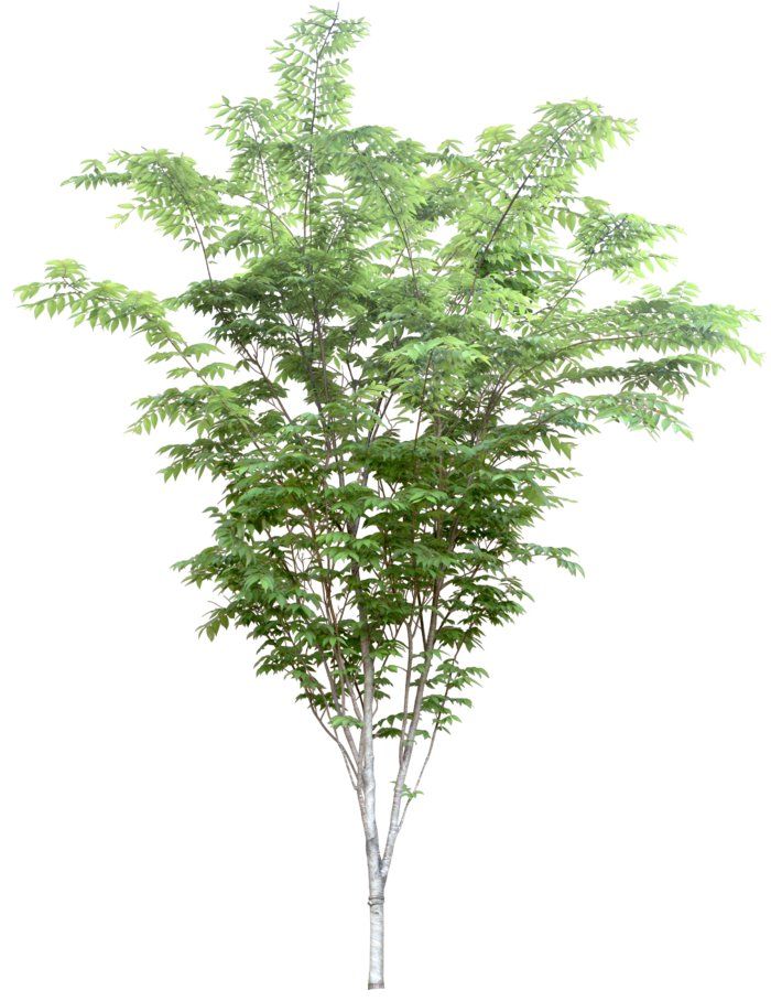 高清树木素材 免抠PSD植物素材 美术绘画园林贴图 树草灌木花草