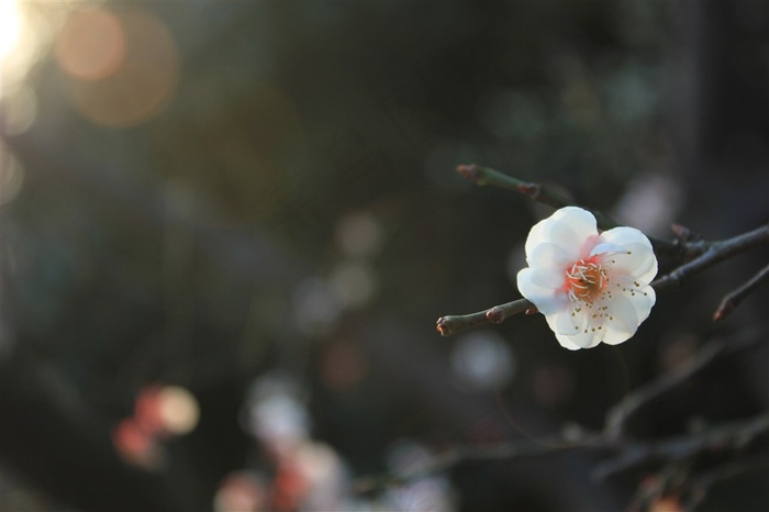 阳光下的桃花