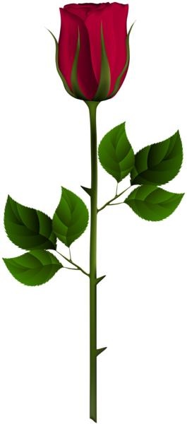 玫瑰 PNG免抠(265x600)