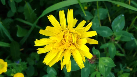 花朵 花束 植物 素材 (174) 花朵 花束 植物 素材 (174)